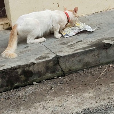 Bella Pacers DODDAIAH . E ಬೆಂಗಳೂರು post image