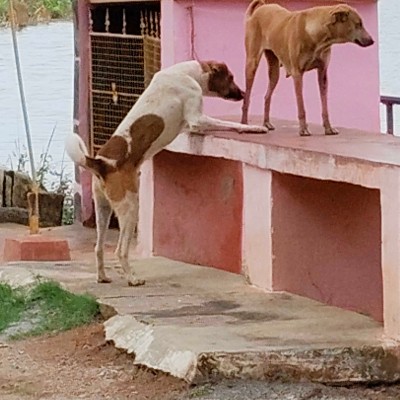 East Coast Beach Walker1 DODDAIAH . E ಬೆಂಗಳೂರು post image