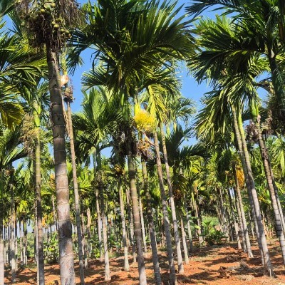 🌺GIOCHIAM🍃 DODDAIAH . E ಬೆಂಗಳೂರು post image