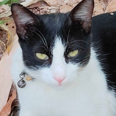 Cat Lovers DODDAIAH . E ಬೆಂಗಳೂರು post image