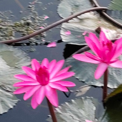 Lagos Steady Walkers ... DODDAIAH . E ಬೆಂಗಳೂರು post image