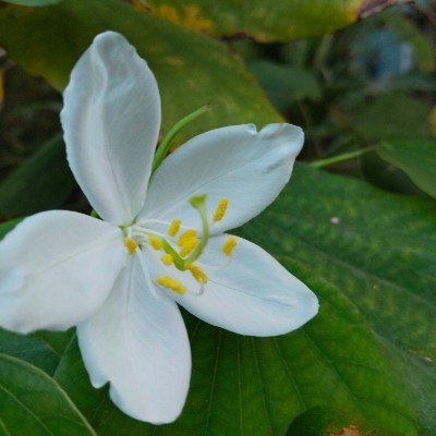 Filipino Pacers DODDAIAH . E ಬೆಂಗಳೂರು post image