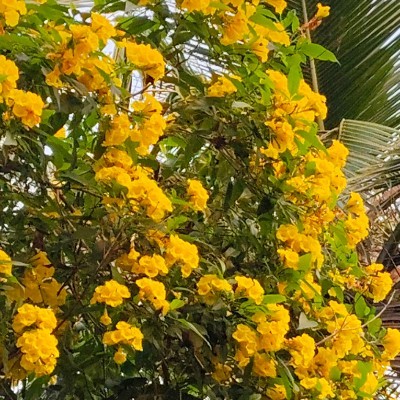 Filipino Pacers DODDAIAH . E ಬೆಂಗಳೂರು post image