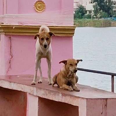 East Coast Beach Walker1 DODDAIAH . E ಬೆಂಗಳೂರು post image