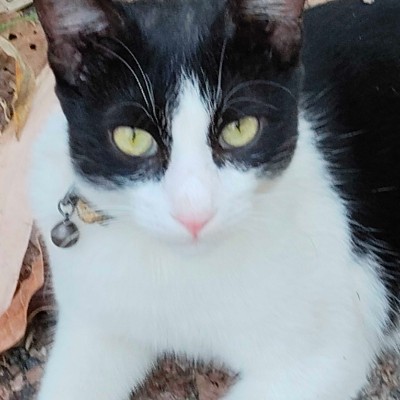 Cat Lovers DODDAIAH . E ಬೆಂಗಳೂರು post image