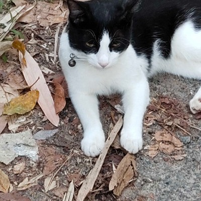 Cat Lovers DODDAIAH . E ಬೆಂಗಳೂರು post image