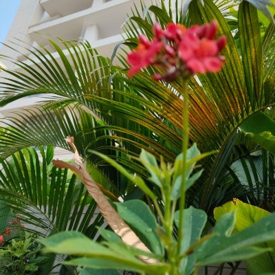 Filipino Pacers DODDAIAH . E ಬೆಂಗಳೂರು post image