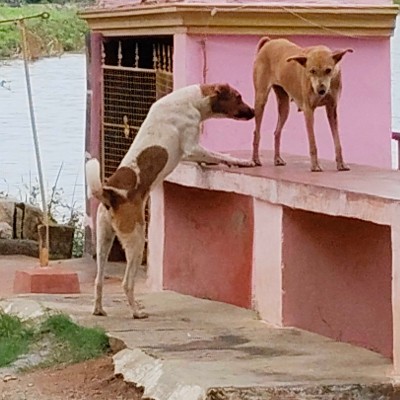 East Coast Beach Walker1 DODDAIAH . E ಬೆಂಗಳೂರು post image