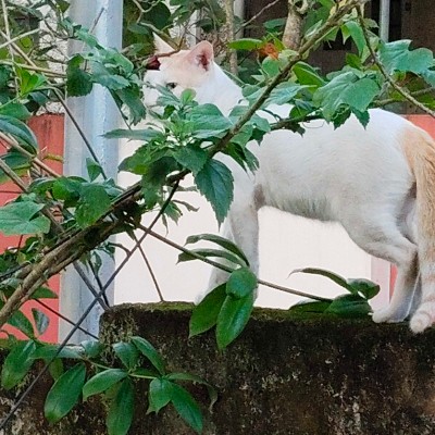 Bella Pacers DODDAIAH . E ಬೆಂಗಳೂರು post image