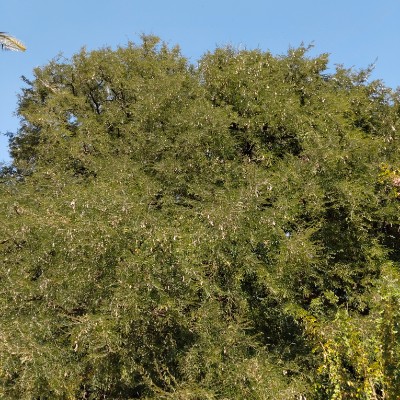 Walk for Live DODDAIAH . E ಬೆಂಗಳೂರು post image