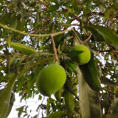 Rose 🌹 candace DODDAIAH . E ಬೆಂಗಳೂರು post image