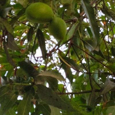 Rose 🌹 candace DODDAIAH . E ಬೆಂಗಳೂರು post image