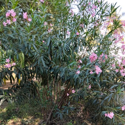 Walk for Live DODDAIAH . E ಬೆಂಗಳೂರು post image