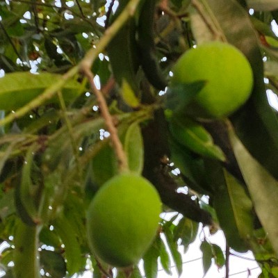 Rose 🌹 candace DODDAIAH . E ಬೆಂಗಳೂರು post image