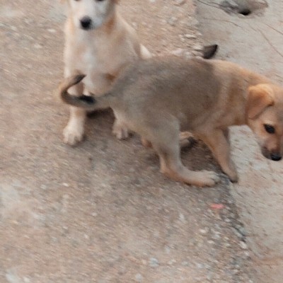 More Active Group DODDAIAH . E ಬೆಂಗಳೂರು post image