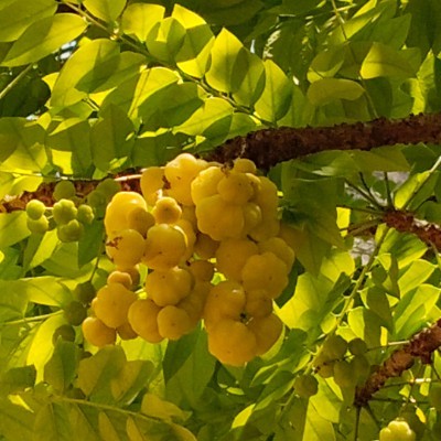 Witness the fitness DODDAIAH . E ಬೆಂಗಳೂರು post image