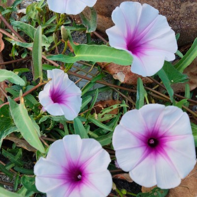 Rose 🌹 candace DODDAIAH . E ಬೆಂಗಳೂರು post image