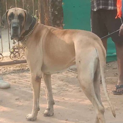 Nang Dep Mien Tay Vietnamese DODDAIAH . E ಬೆಂಗಳೂರು post image