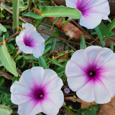 InTheOutdoors of Nature DODDAIAH . E ಬೆಂಗಳೂರು post image