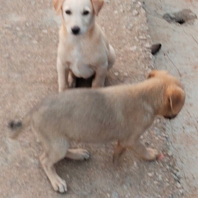 More Active Group DODDAIAH . E ಬೆಂಗಳೂರು post image