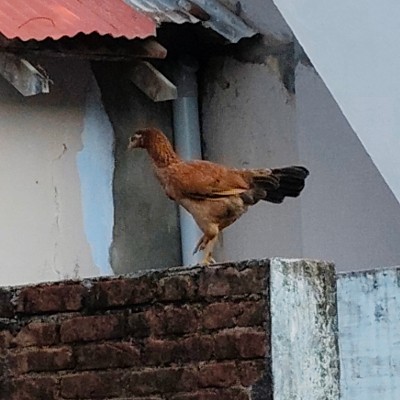 abel fitness chal3 DODDAIAH . E ಬೆಂಗಳೂರು post image