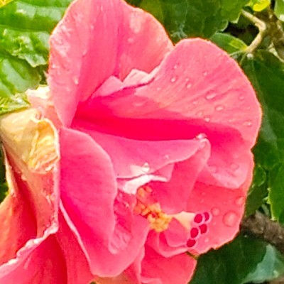 Pacer infuencers DODDAIAH . E ಬೆಂಗಳೂರು post image