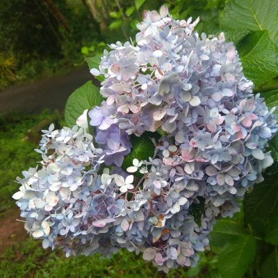 Walking For My Health DODDAIAH . E ಬೆಂಗಳೂರು post image