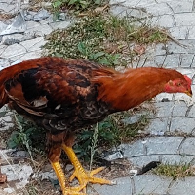 abel fitness chal3 DODDAIAH . E ಬೆಂಗಳೂರು post image