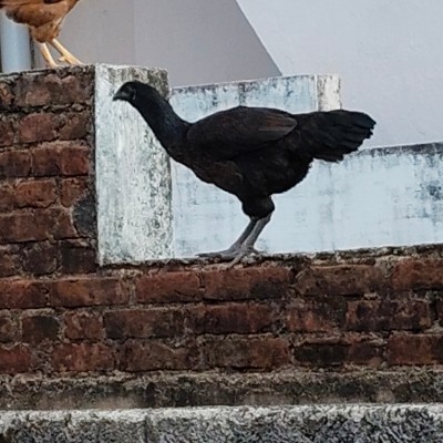 Pacer Nepal Group DODDAIAH . E ಬೆಂಗಳೂರು post image