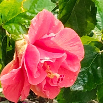 Pacer infuencers DODDAIAH . E ಬೆಂಗಳೂರು post image