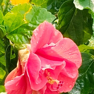 Pacer infuencers DODDAIAH . E ಬೆಂಗಳೂರು post image