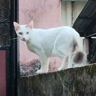 Ziel 2000 Schritte plus DODDAIAH . E ಬೆಂಗಳೂರು post image