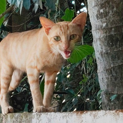 kangaroos & koalas DODDAIAH . E ಬೆಂಗಳೂರು post image