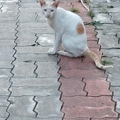 Ziel 2000 Schritte plus DODDAIAH . E ಬೆಂಗಳೂರು post image