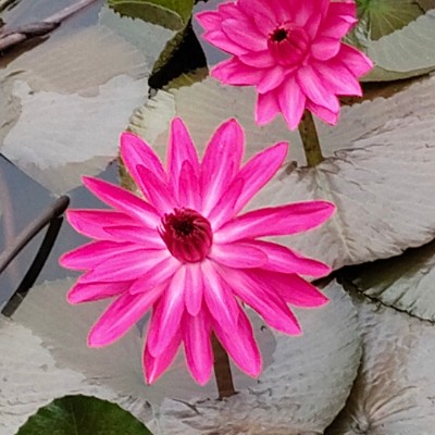 Team South Africa DODDAIAH . E ಬೆಂಗಳೂರು post image