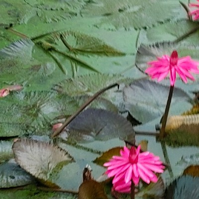 Ноябрьские прогулки! DODDAIAH . E ಬೆಂಗಳೂರು post image