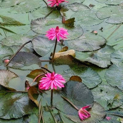 Ноябрьские прогулки! DODDAIAH . E ಬೆಂಗಳೂರು post image