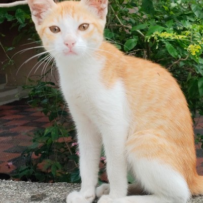 The one of a kinds DODDAIAH . E ಬೆಂಗಳೂರು post image