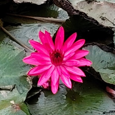 Hung DODDAIAH . E ಬೆಂಗಳೂರು post image