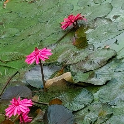 Witness the fitness ⭐️ DODDAIAH . E ಬೆಂಗಳೂರು post image