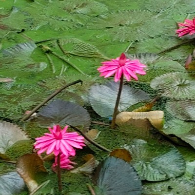 Ноябрьские прогулки! DODDAIAH . E ಬೆಂಗಳೂರು post image