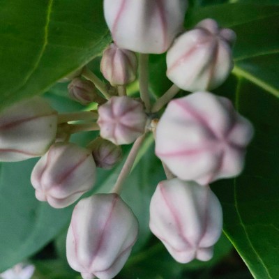 Tripoli🇱🇾Libya DODDAIAH . E ಬೆಂಗಳೂರು post image