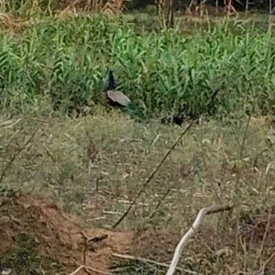 walking for health DODDAIAH . E ಬೆಂಗಳೂರು post image