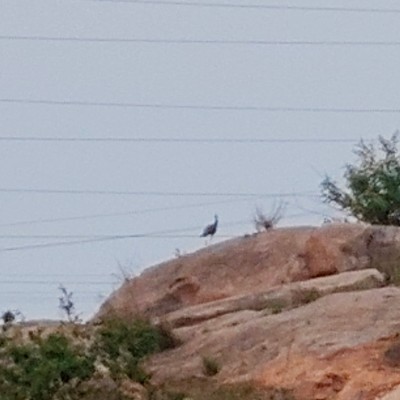 Team South Africa DODDAIAH . E ಬೆಂಗಳೂರು post image