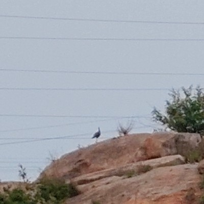 Team South Africa DODDAIAH . E ಬೆಂಗಳೂರು post image