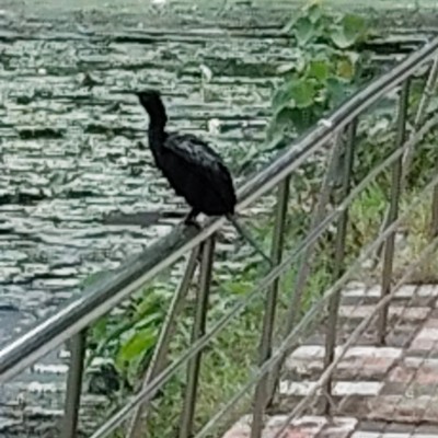 Walkers of the World DODDAIAH . E ಬೆಂಗಳೂರು post image