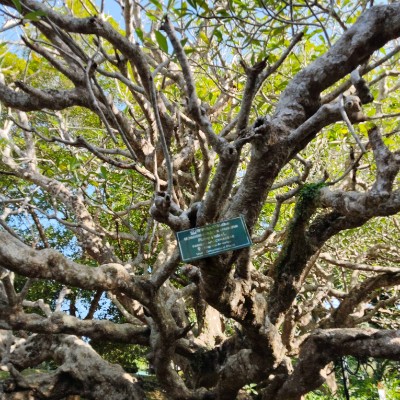 🤝🌼STAY HEALTHY AND SAFE🌼🤝 DODDAIAH . E ಬೆಂಗಳೂರು post image