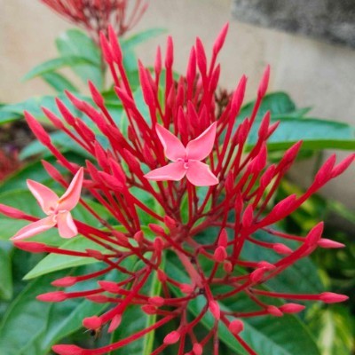 🇧🇾Бегунчики 🏆💪🥑 DODDAIAH . E ಬೆಂಗಳೂರು post image