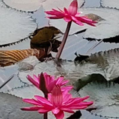 Walkers of the World DODDAIAH . E ಬೆಂಗಳೂರು post image