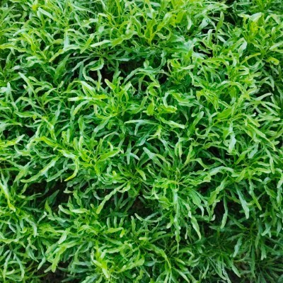 🇧🇾Бегунчики 🏆💪🥑 DODDAIAH . E ಬೆಂಗಳೂರು post image